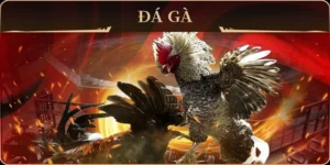 Khám Phá Cách Chơi Đá Gà GA28 Tại 88Bet Chuẩn Xác Nhất