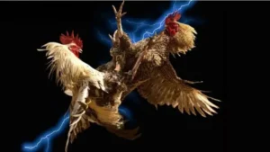 Hướng Dẫn Chơi Đá Gà WS168 Tại 88Bet Thành Công Nhất