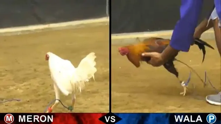 Đá Gà 88Bet: Trận Đấu Kịch Tính Đỉnh Cao 2025 1 Đá Gà 88Bet: Trận Đấu Kịch Tính Đỉnh Cao 2025